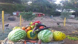 Gazetecinin Bahçesinden!