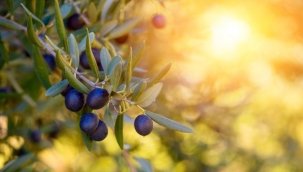 Zeytinyağı ihracatımızı Arttırmanın Formülleri!