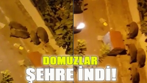 Domuzlar Şehre İndi!