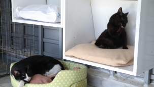 Buca Belediyesi 17 bin kediye kucak açtı