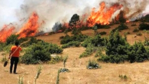 Orman ekosistemlerinin ağıdı: YANA YAKILA TÜKENİYORUZ…