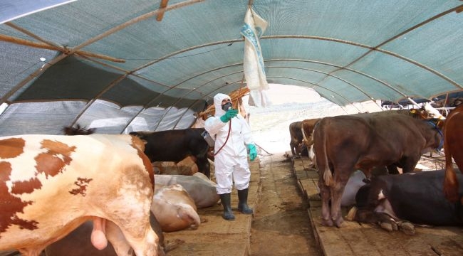 Bayraklı Kurban Satış Yeri Kurban Bayramı'na Hazırlık