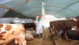 Bayraklı Kurban Satış Yeri Kurban Bayramı'na Hazırlık