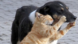 Mhp'li Osmanağaoğlu:Hepimiz İçin Mutluluk Vericidir!