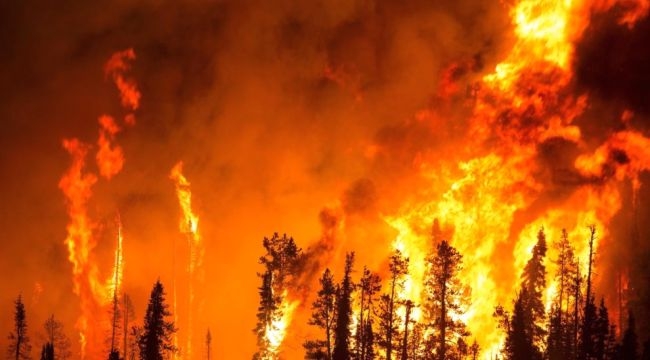 Ünlüler orman yangınları için çağrıda bulundu 