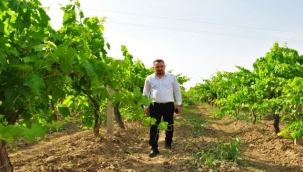 Eryılmaz'dan, üzüm fiyatları 17 lira belirlensin çağrısı