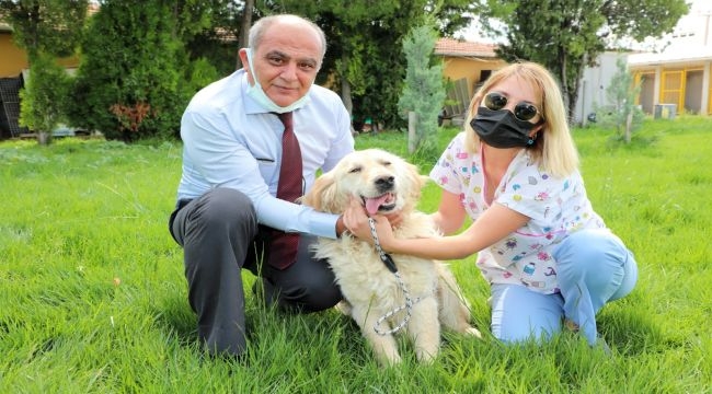 Odunpazarı Belediyesi sokak hayvanlarını sahiplendiriyor