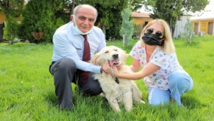 Odunpazarı Belediyesi sokak hayvanlarını sahiplendiriyor