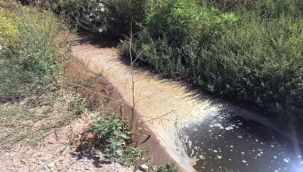 Foça'dan "Pis Kokular" Geliyor!