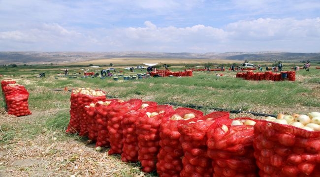 Tarlalarda Yetişen Soğanlar İhtiyaç Sahiplerine Ulaştırıldı