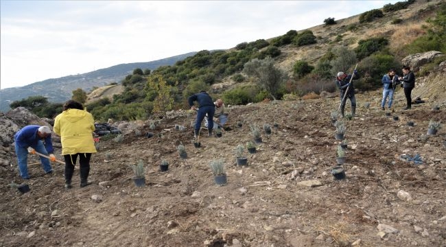 Bornova'da Arılık'ın Yanına Lavanta Bahçesi Kuruluyor