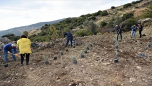 Bornova'da Arılık'ın Yanına Lavanta Bahçesi Kuruluyor