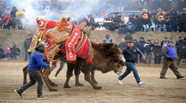 Bergama Deve Güreşi Festivali İçin Geri Sayım Başladı