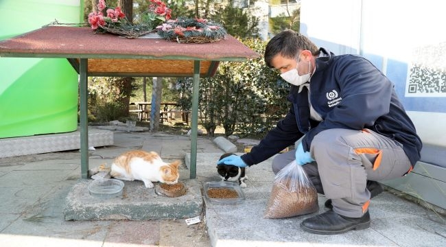 Artık Gıdalar Sokak Canlarının Maması Olacak