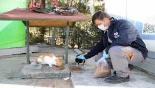 Artık Gıdalar Sokak Canlarının Maması Olacak