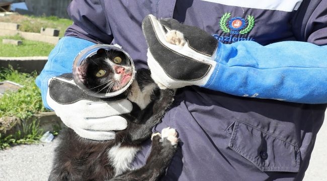 Kavanoza Sıkışan Kedi Ölümden Kurtarıldı