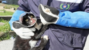 Kavanoza Sıkışan Kedi Ölümden Kurtarıldı