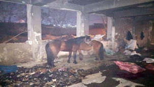 Konak'ta Kaçak Kesime Ortak Operasyon