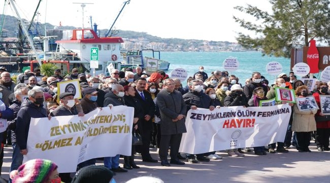 Ayvalıklılar Zeytinlere Sahip Çıkıyor