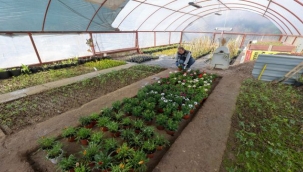 Buca Belediyesi Çiçeklerini Kendi Yetiştiriyor