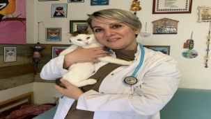 Evcil Hayvanınız İçin Doğru Mamayı Nasıl Seçersiniz?