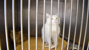 Bornova'da sokak canlarına yeni klinik