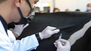 DEÜ Veterinerlik öğrencilerinden örnek proje