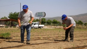 Aydın yerel tohumlara sahip çıkıyor