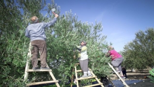 Antikas Zeytinyağı zeytin hasadına başladı