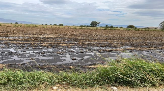 Foça'da çevre katliamı yeni yöntemlerle sürüyor