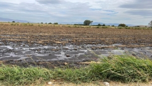 Foça'da çevre katliamı yeni yöntemlerle sürüyor