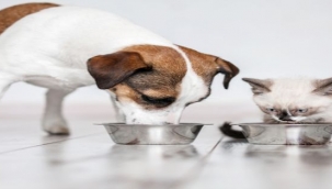 Kedi-köpek mamalarında sağlık fiyattan önce geliyor