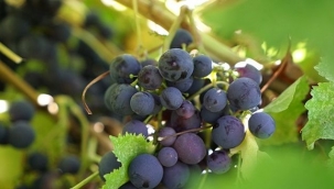 Efemçukuru Üzümü, coğrafi işaret yolunda