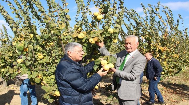 Selçuk'ta ayva hasadı coşkusu