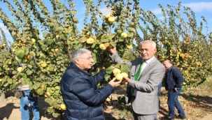 Selçuk'ta ayva hasadı coşkusu