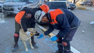 Buca, depremzede hayvanları unutmadı