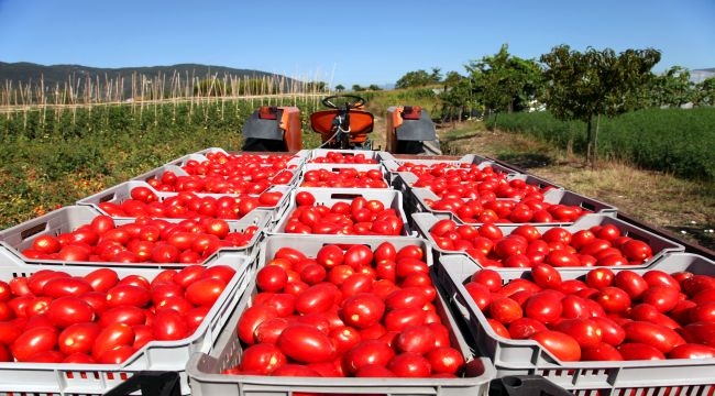 Domates ihracatına getirilen yasak kaldırılmazsa tüketici domatesi seneye 100 liraya yiyemez