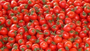 Domateste 1 milyar dolarlık ihracatın yolu açıldı