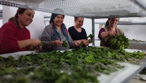 Ödemişli kadınlar ipekböcekçiliğini canlandırıyor