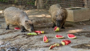 Hayvanlar yesin istedim