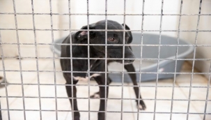 Konak'ta can dostların yeni yuva mutluluğu