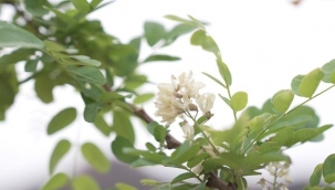 İzmir'in dağlarında çiçekler açtı 