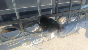 Kafası sıkışan köpek itfaiye tarafından kurtarıldı
