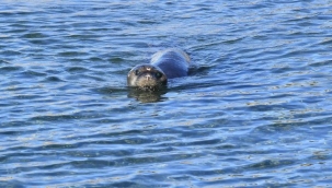 Veterinerler seferber oldu