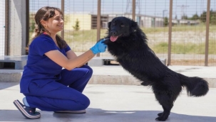 Barınaklardan Hayvan Sahiplenmek Çok Önemli