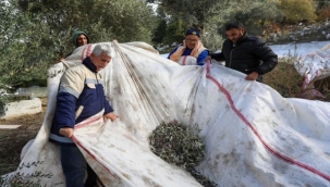 Buca'nın zeytinleri menüye girdi