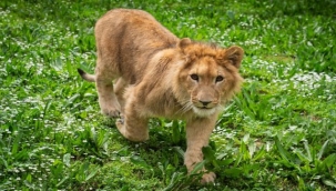  Yavru Aslan İçin Özel Menü