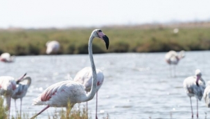 Flamingo Yolu turları başladı
