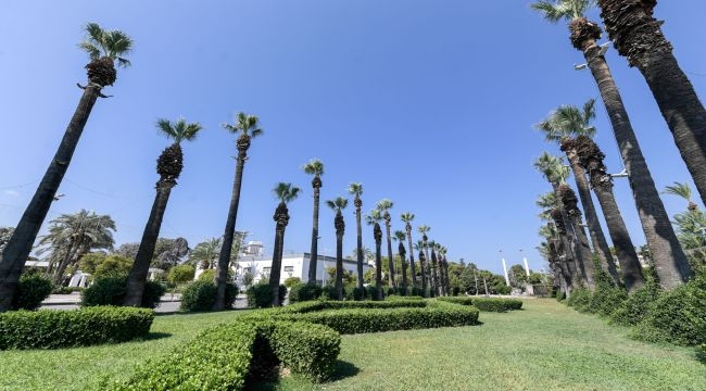 Kültürpark'ın palmiyeleri güvende