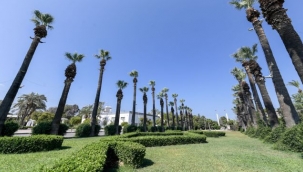 Kültürpark'ın palmiyeleri güvende